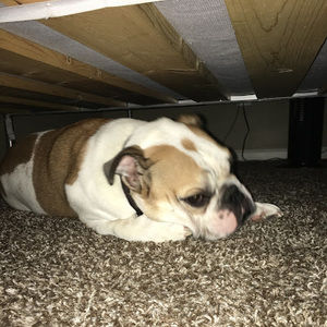 Meet your Posher, Logan